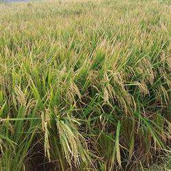 توسط پژوهشگران پارک علم و فناوری مازندران؛ برنج متحمل به شوری برکت تولید شد